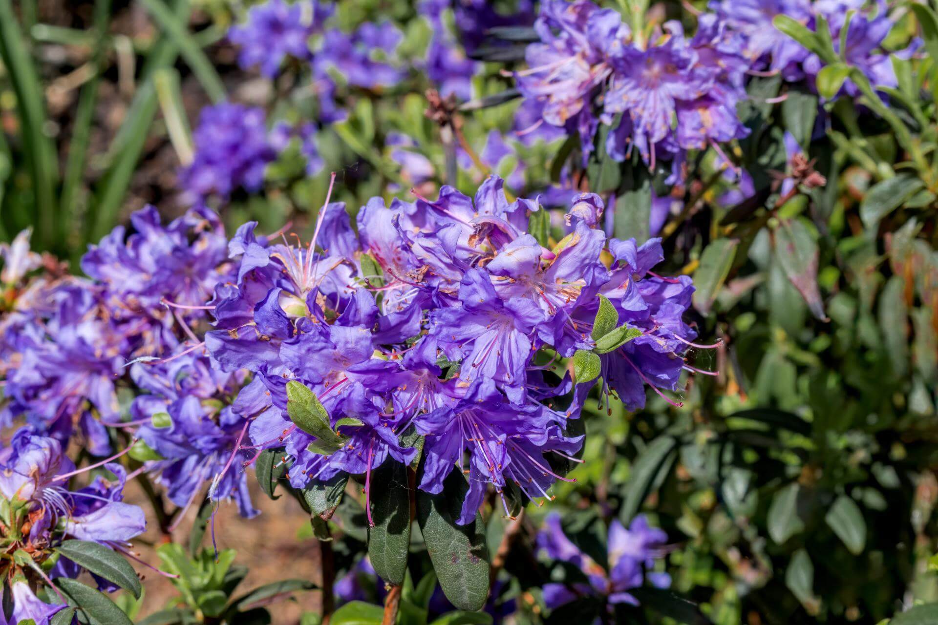 Rhododendron impeditum / Rhododendron impeditum