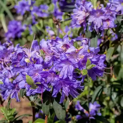 Foto von Rhododendron impeditum (Rhododendron impeditum)