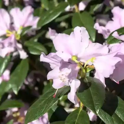 Foto von Vorfrühlings-Alpenrose 'Praecox' (Rhododendron 'Praecox')