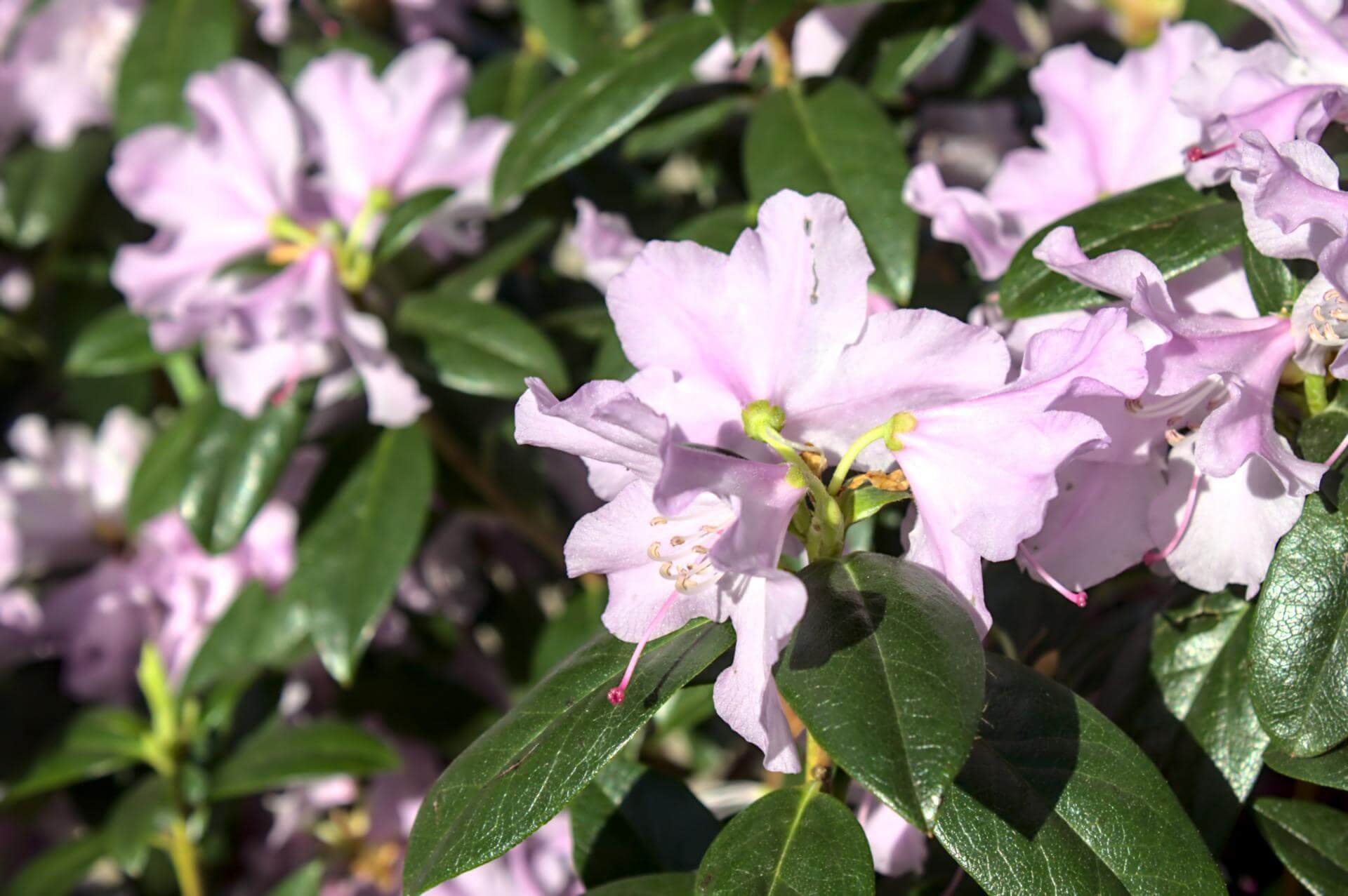 VorfrühlingsAlpenrose 'Praecox' / Rhododendron 'Praecox'