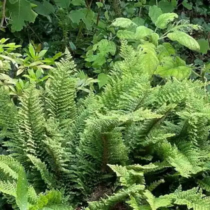 Foto von Wollastons Filigranfarn (Polystichum setiferum 'Proliferum Wollastonii')
