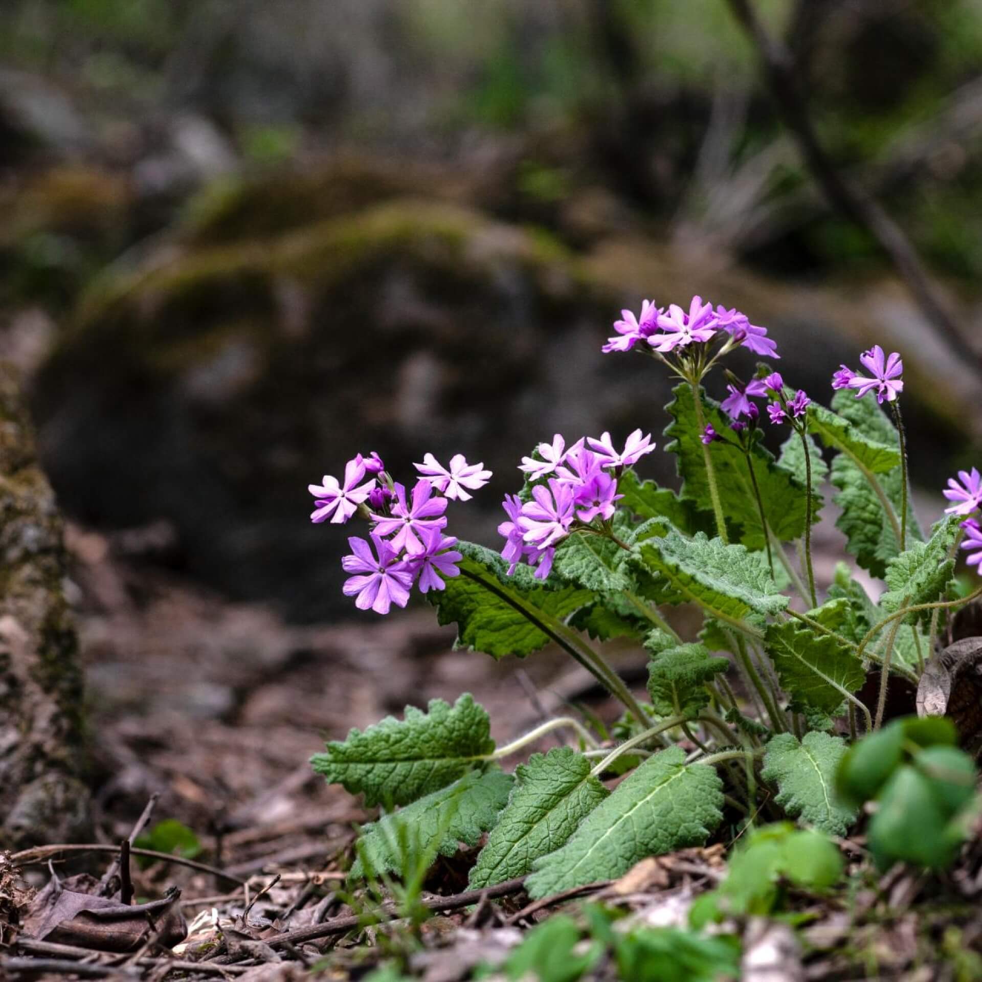 Siebolds Primel (Primula sieboldii)