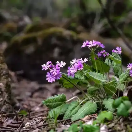 Foto von Siebolds Primel (Primula sieboldii)