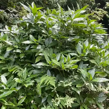 Foto von Kanadische Azalee (Rhododendron canadense)