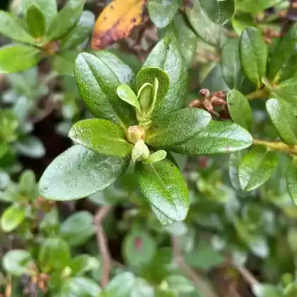 Foto von Rötlicher Rhododendron (Rhododendron russatum)