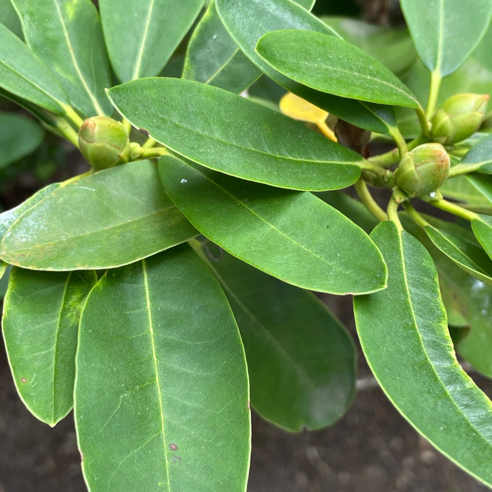 Rhododendron decorum (Rhododendron decorum)