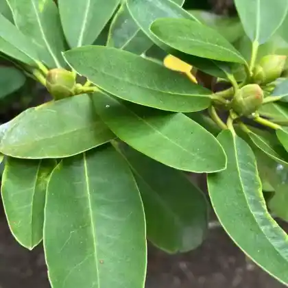 Foto von Rhododendron decorum (Rhododendron decorum)