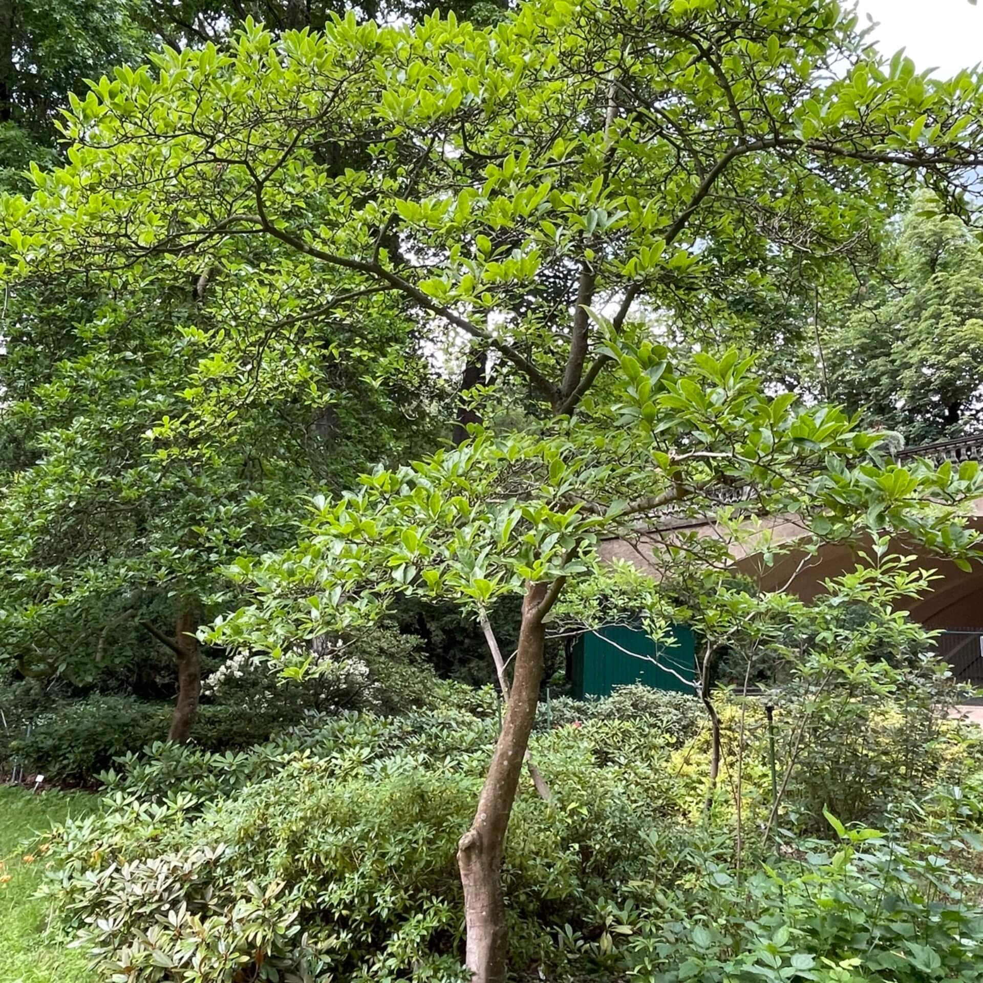 Baumartige Stern-Magnolie (Magnolia x loebneri)