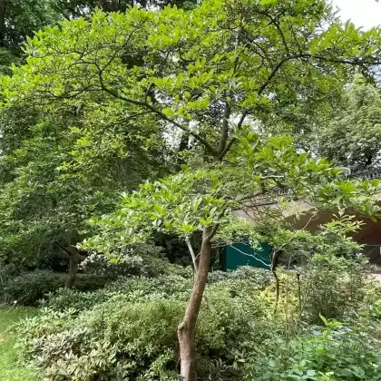 Foto von Baumartige Stern-Magnolie (Magnolia x loebneri)