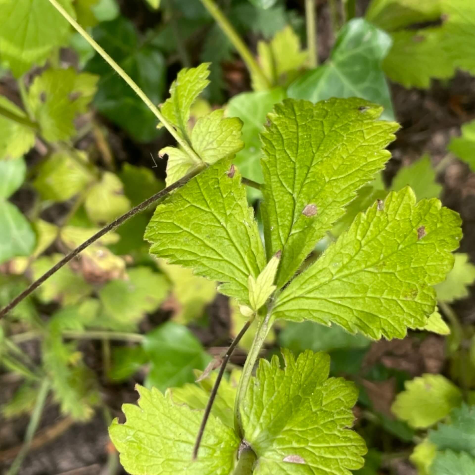 Großblättrige Avens (Geum macrophyllum)