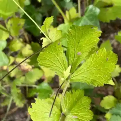 Foto von Großblättrige Avens (Geum macrophyllum)