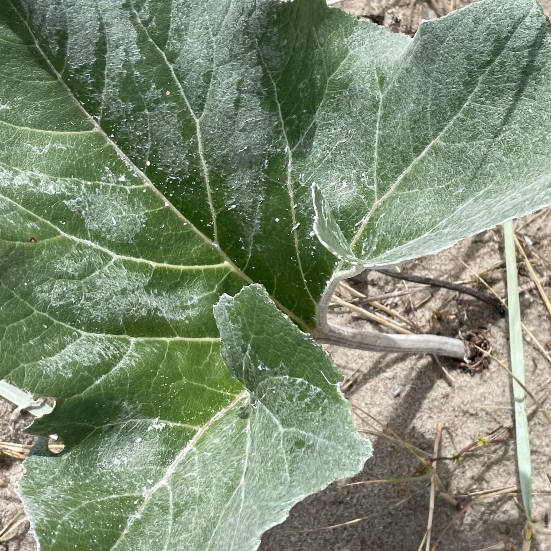 Filzige Pestwurz (Petasites spurius)