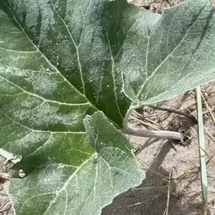 Foto von Filzige Pestwurz (Petasites spurius)