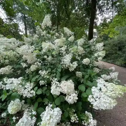 Foto von Rispenhortensie 'Sundae Fraise' (Hydrangea paniculata 'Sundae Fraise')