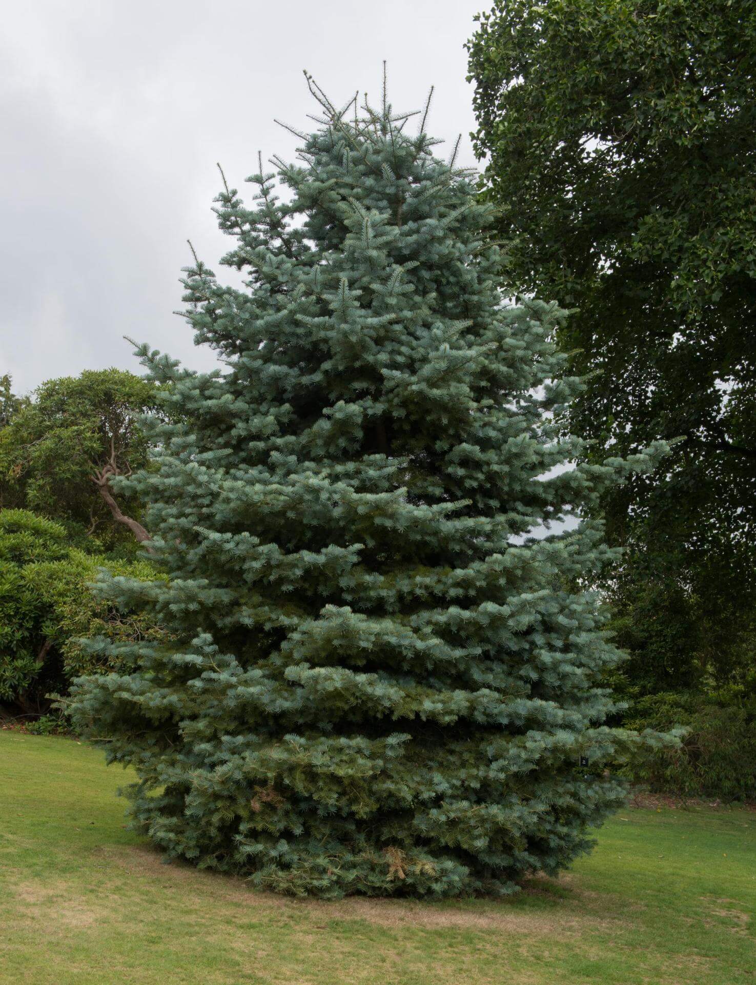 ColoradoTanne / Abies concolor