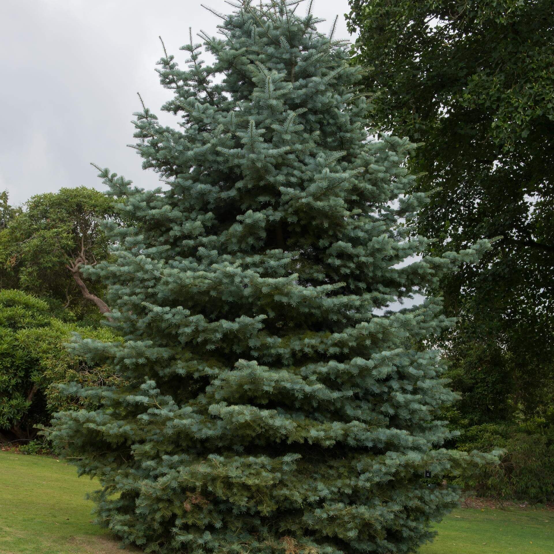 ColoradoTanne / Abies concolor