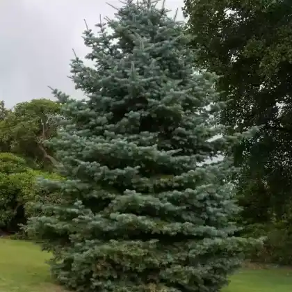 Foto von Colorado-Tanne (Abies concolor)