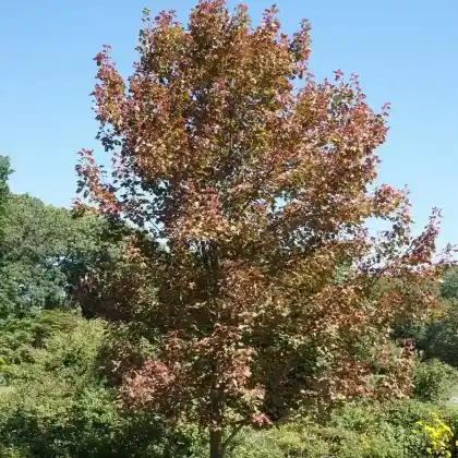Foto von Freemans Ahorn (Acer x freemanii)