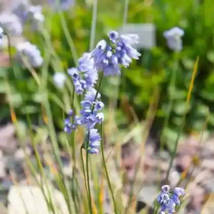 Foto von Sikkim-Lauch (Allium sikkimense)
