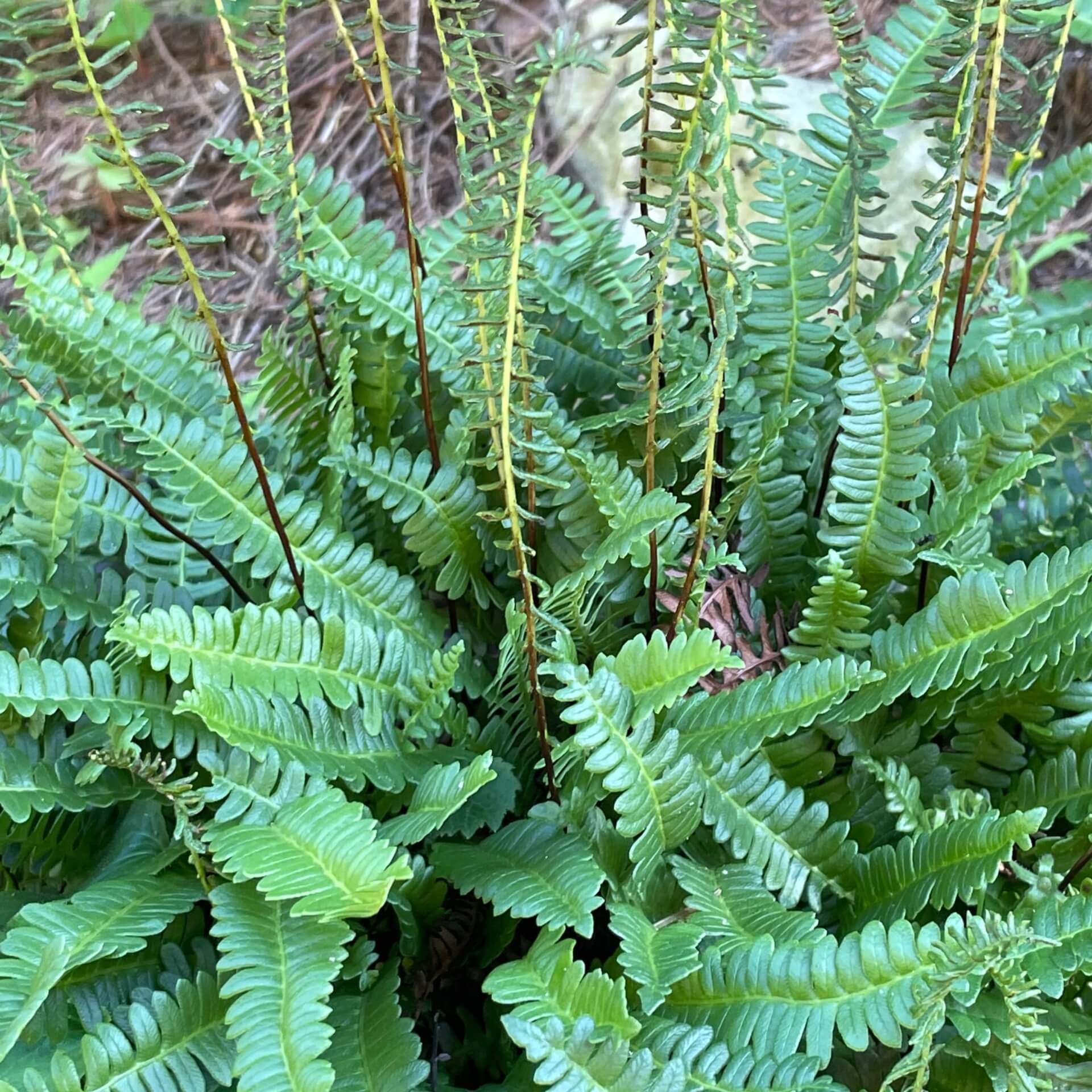 Seefeder Rippenfarn (Blechnum penna-marina)