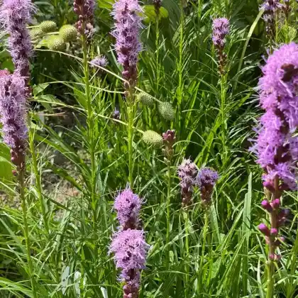 Foto von Montana-Prachtscharte (Liatris spicata var. montana)