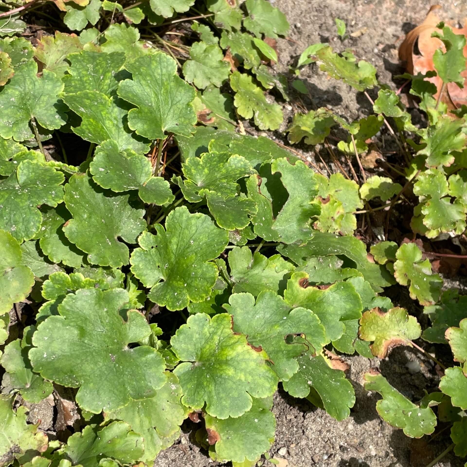 Purpurglöckchen (Heuchera cylindrica var. alpina)