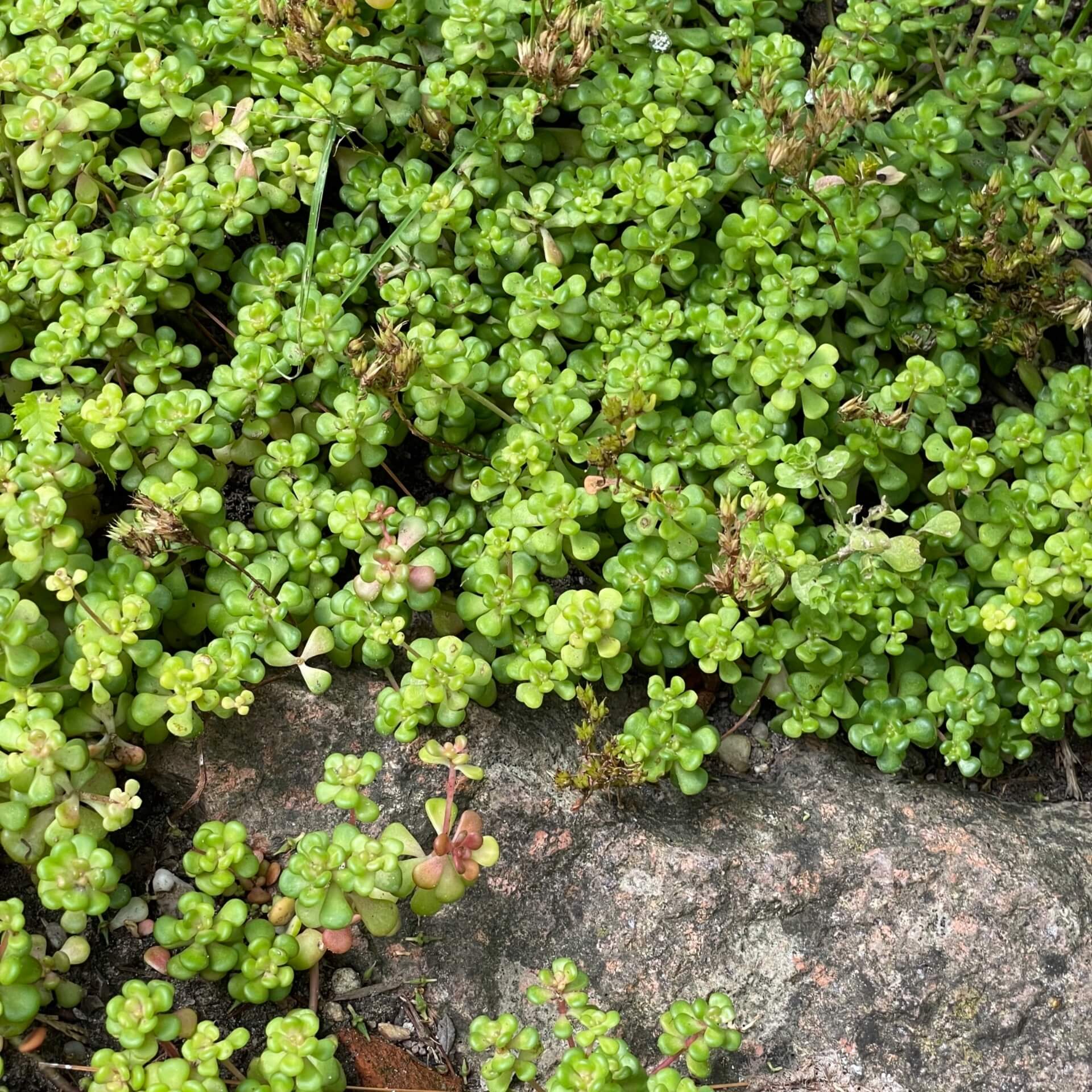 Oregon-Fetthenne (Sedum oreganum)