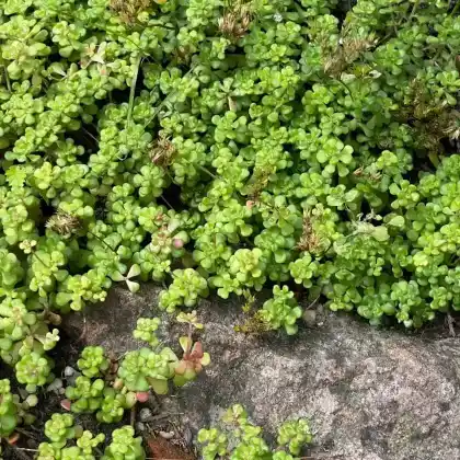 Foto von Oregon-Fetthenne (Sedum oreganum)
