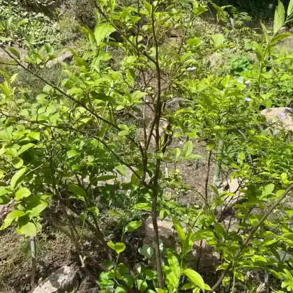 Foto von Virginische Rosmarinweide (Itea virginica)