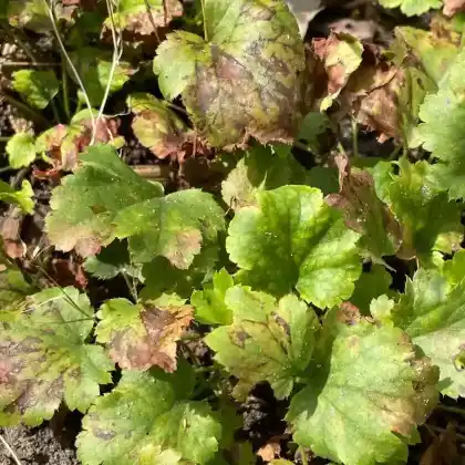 Foto von Halls Purpurglöckchen (Heuchera hallii)