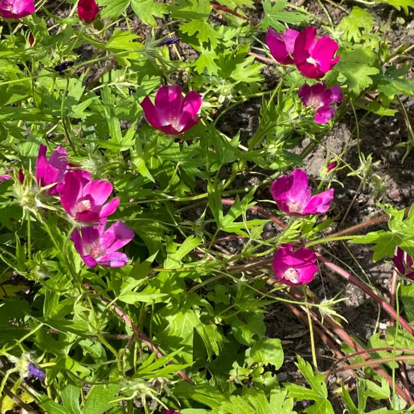 Primrose / Oenothera rosea