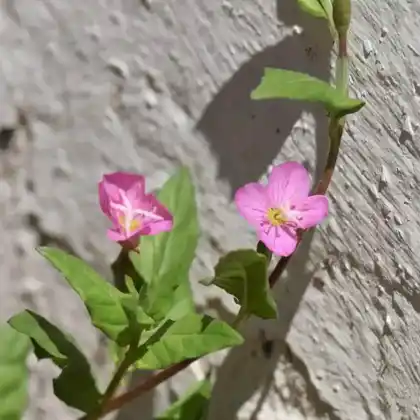 Foto von Primrose (Oenothera rosea)