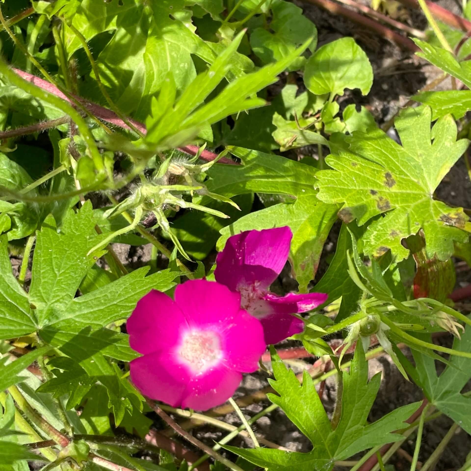 Primrose (Oenothera rosea)