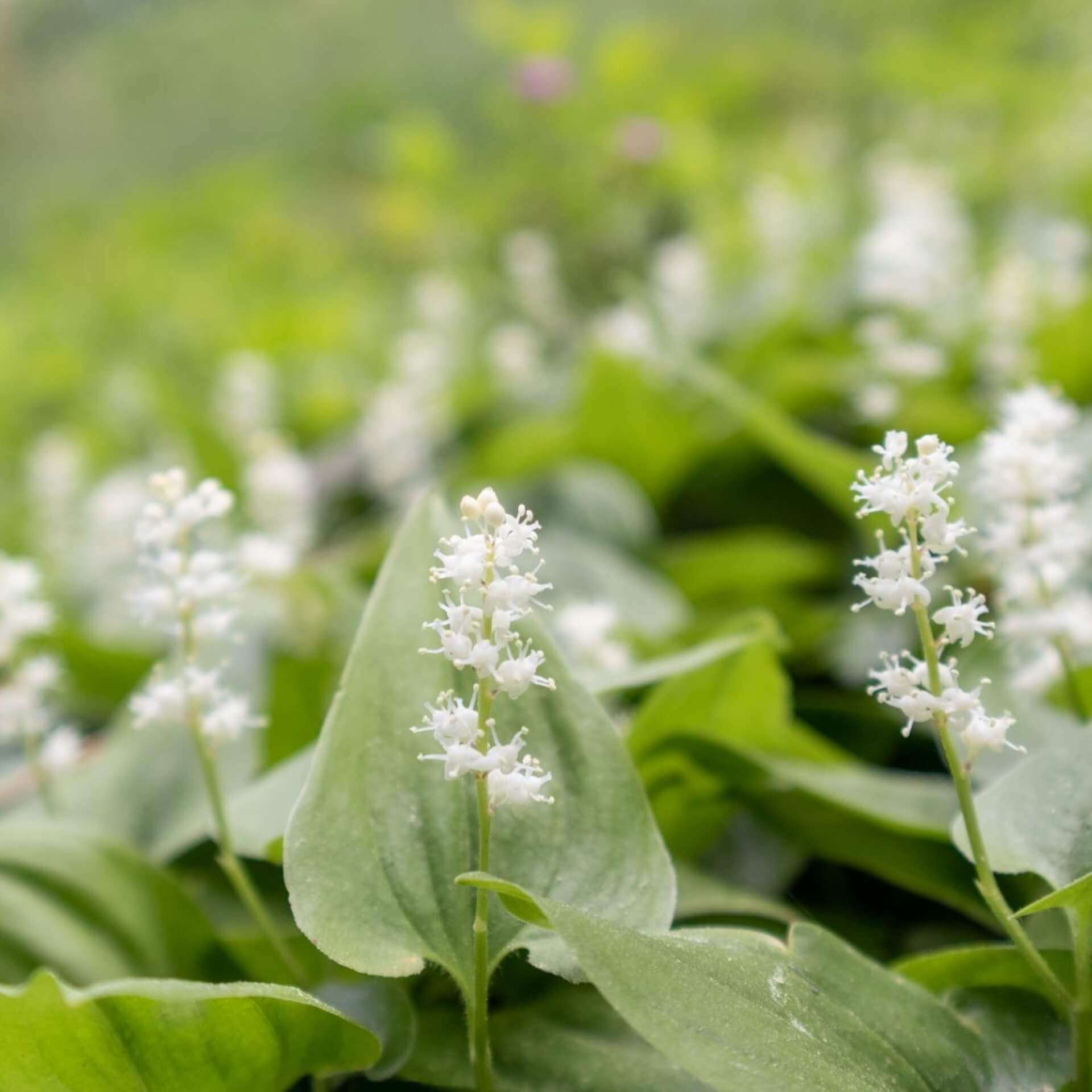 Kanadische Schattenblume (Maianthemum canadense)