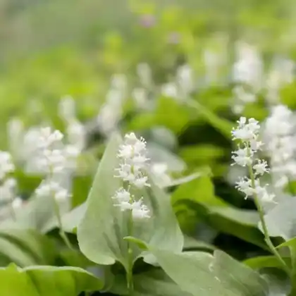 Foto von Kanadische Schattenblume (Maianthemum canadense)