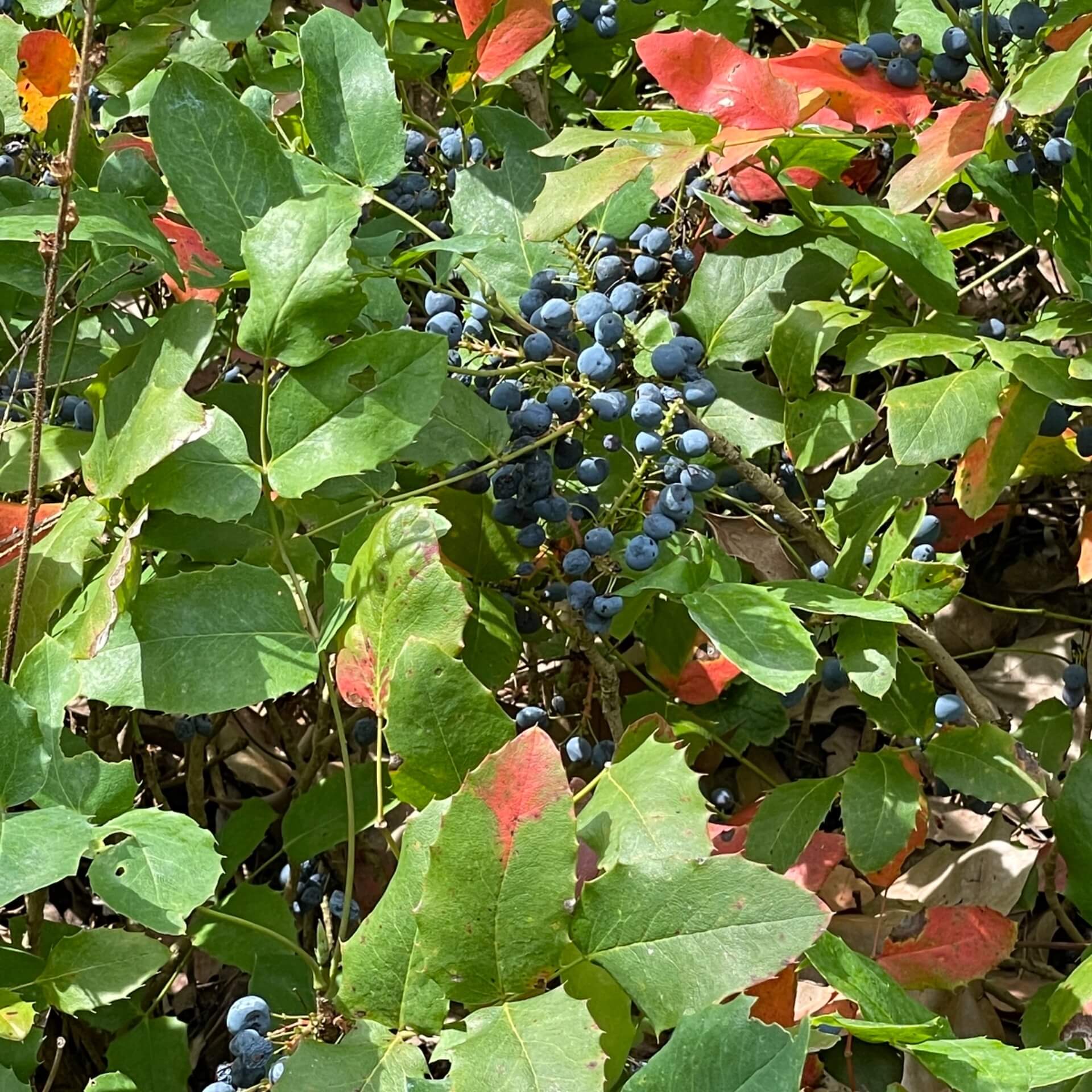 Kriechende Mahonie (Mahonia repens)