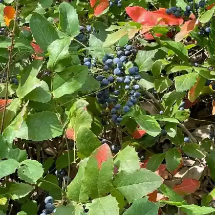 Foto von Kriechende Mahonie (Mahonia repens)