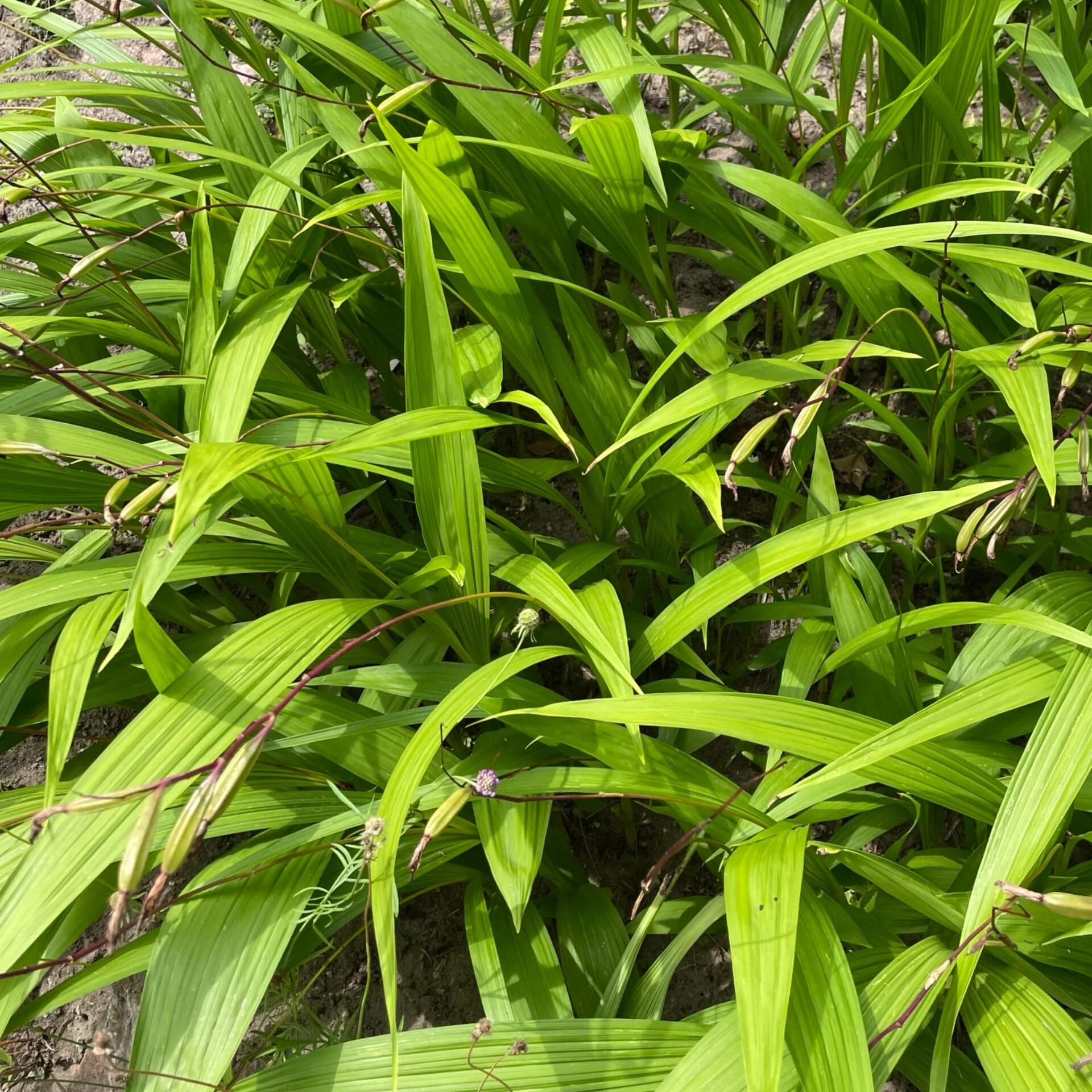 China-Freiland-Orchidee (Bletilla striata)