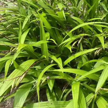 Foto von China-Freiland-Orchidee (Bletilla striata)