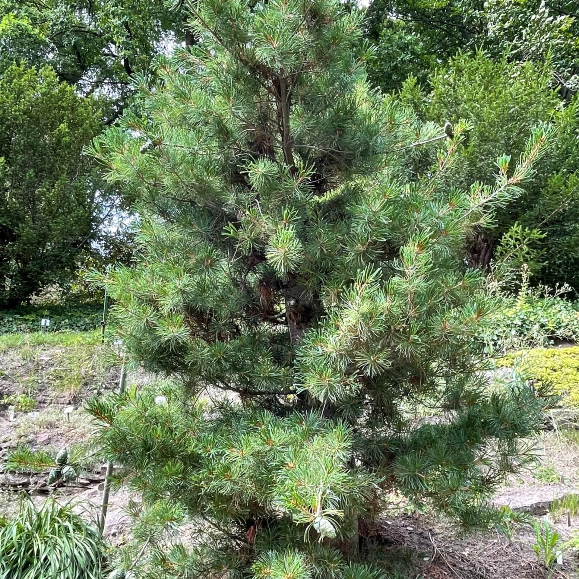 Blaue Mädchen-Kiefer (Pinus parviflora 'Glauca')