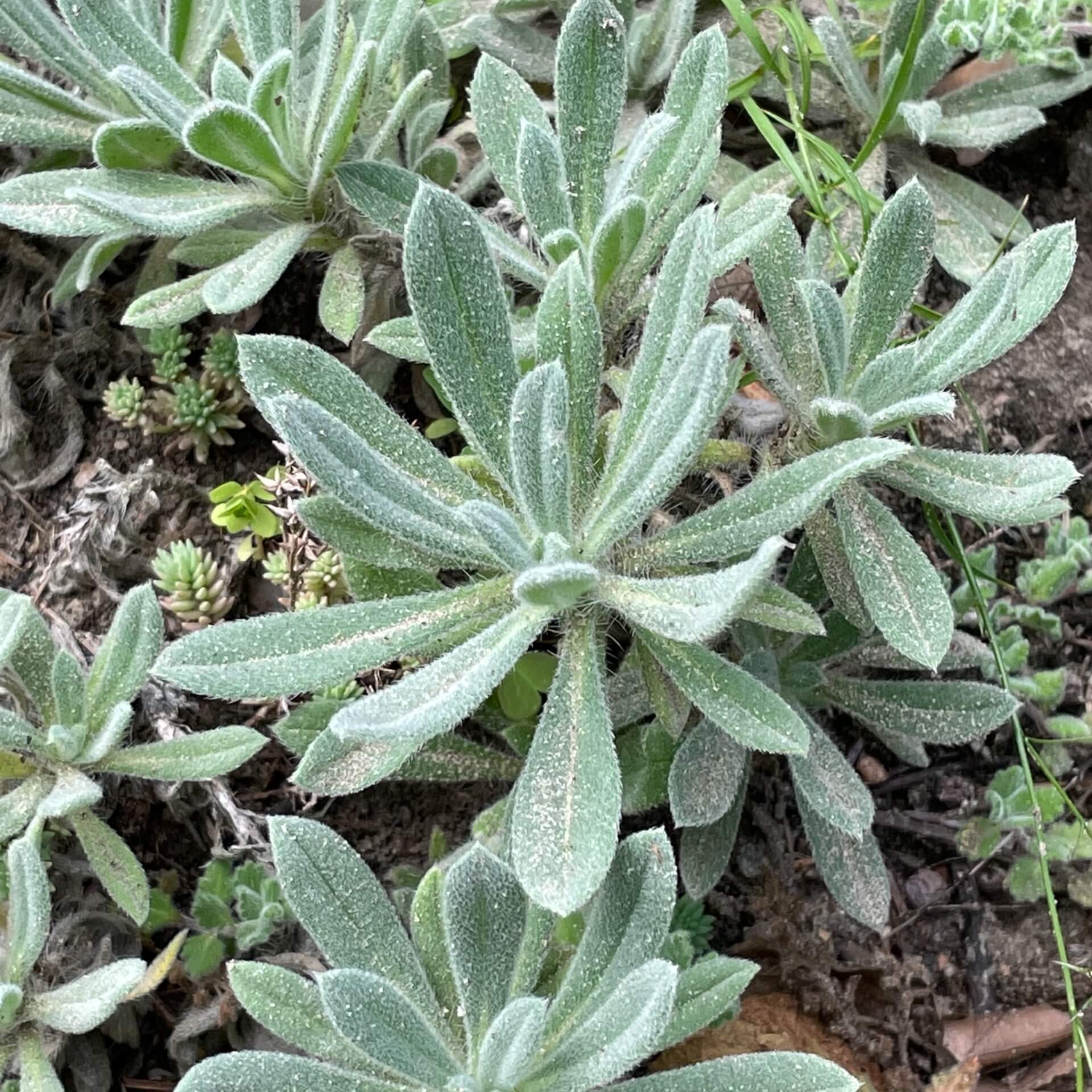 Türkische Lotwurz (Onosma alborosea)