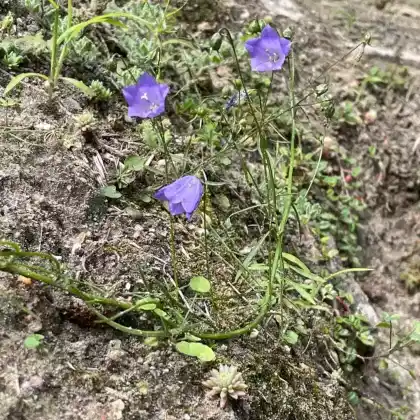 Foto von Olympische Glockenblume (Campanula rotundifolia 'Olympica')