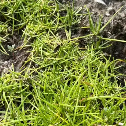Foto von Dünnblättriges Gipskraut  (Gypsophila tenuifolia)