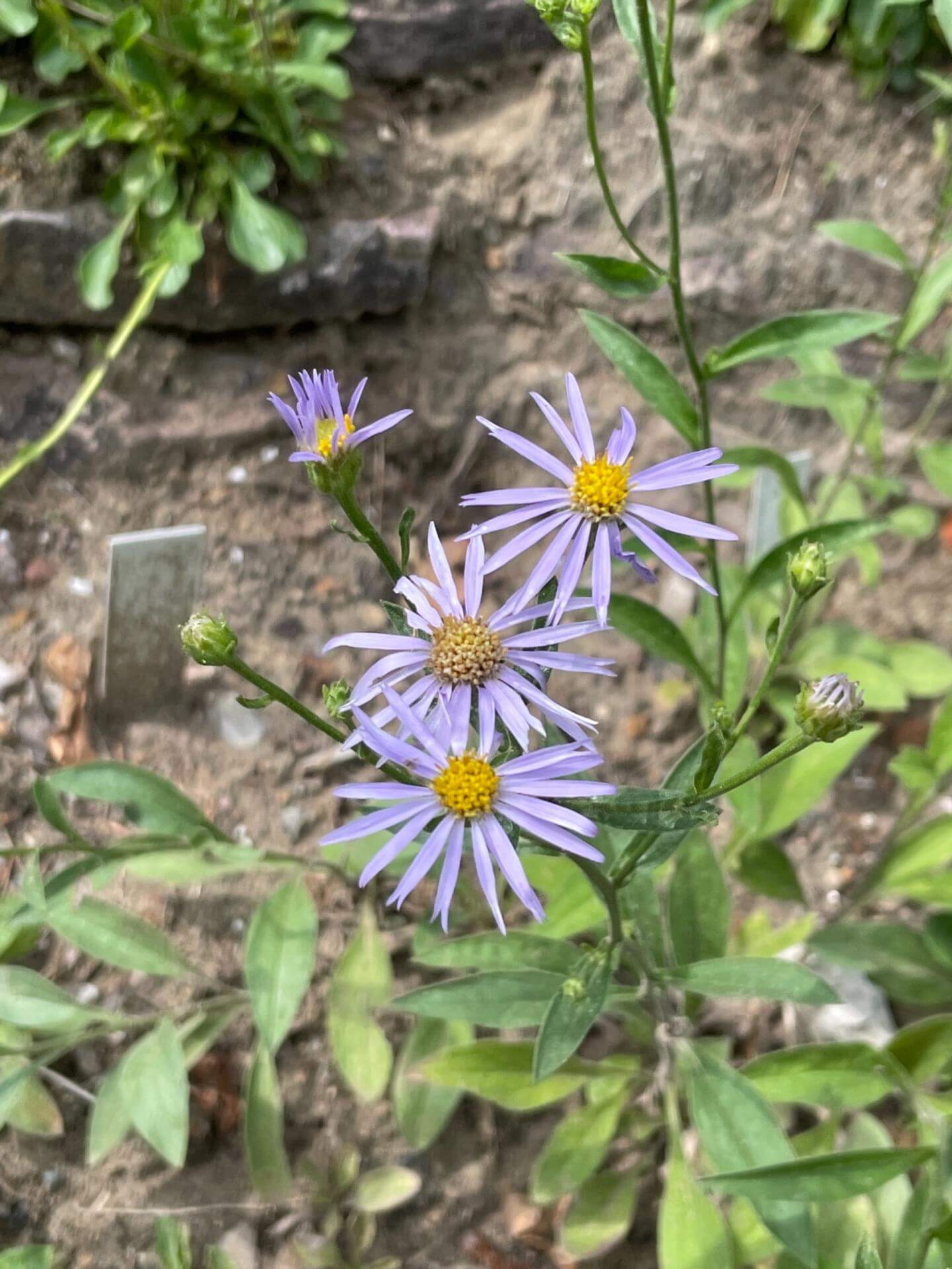 BergAster Ibericus / Aster amellus subsp. ibericus