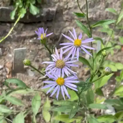 Foto von Berg-Aster Ibericus (Aster amellus subsp. ibericus)