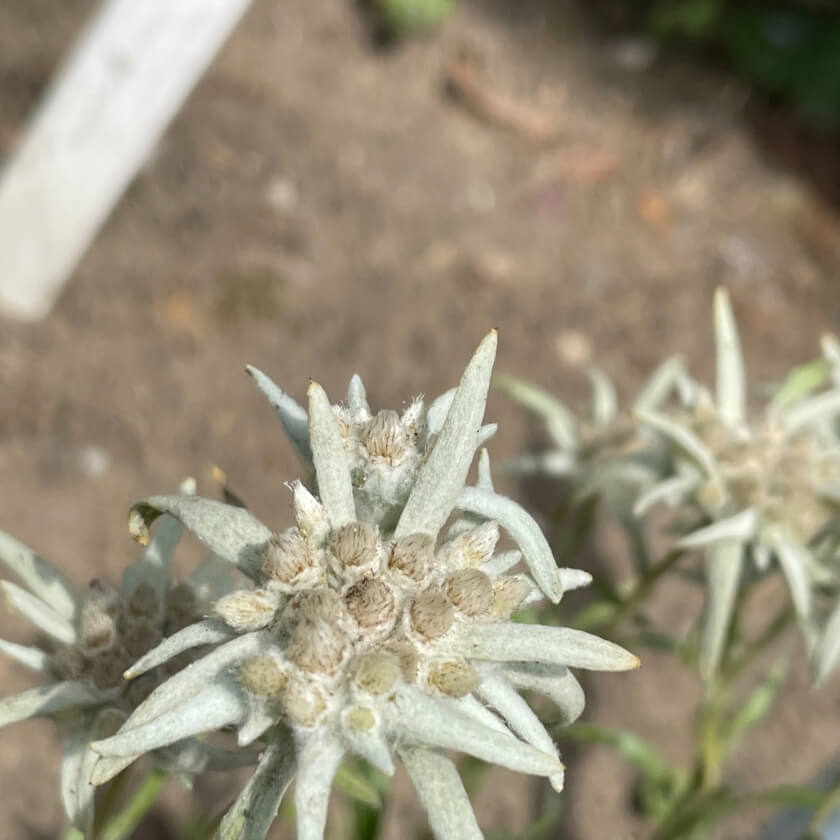 HimalayaEdelweiß Expertenwissen für den Garten