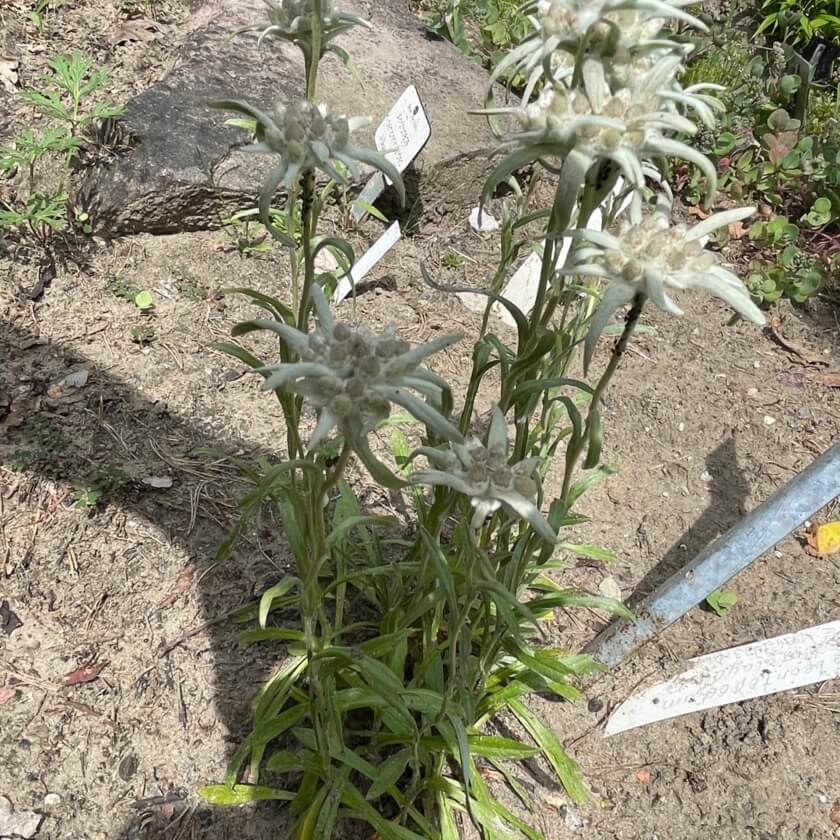 HimalayaEdelweiß Expertenwissen für den Garten
