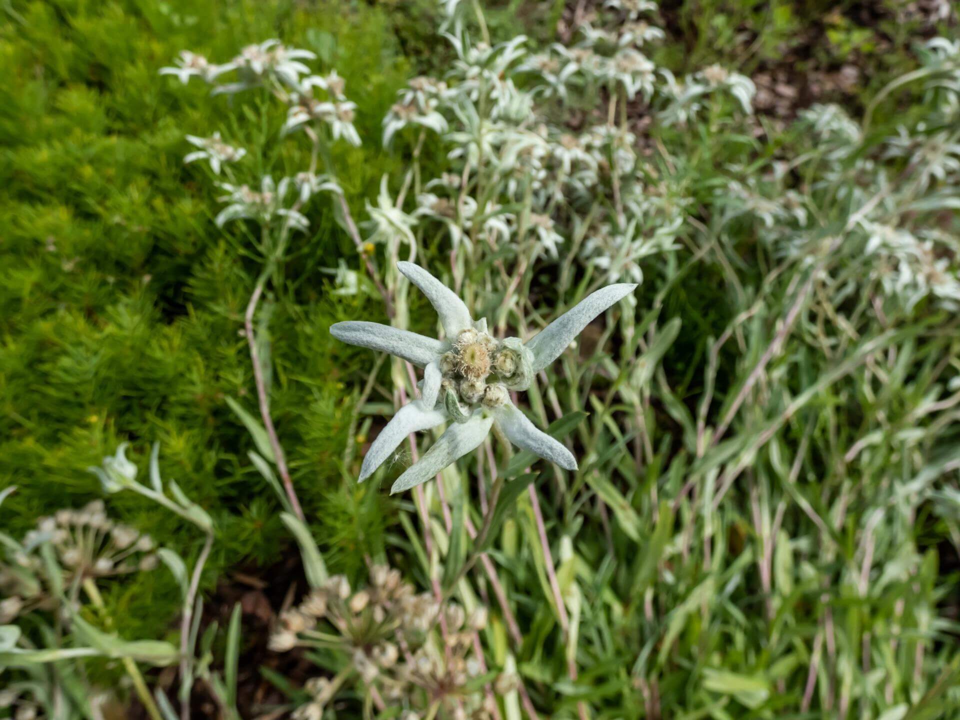 HimalayaEdelweiß Expertenwissen für den Garten