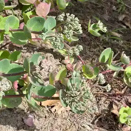 Foto von Blaugraues Fettblatt (Sedum cyaneum)