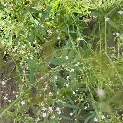 Foto von Höchstes Gipskraut (Gypsophila altissima)